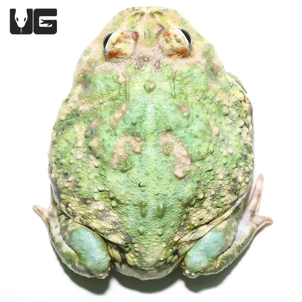 Adult Peppermint Pacman Frog #1 - Image 3