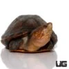 Red Cheeked Mud Turtle