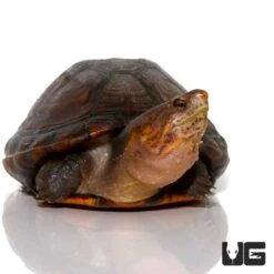 Red Cheeked Mud Turtle