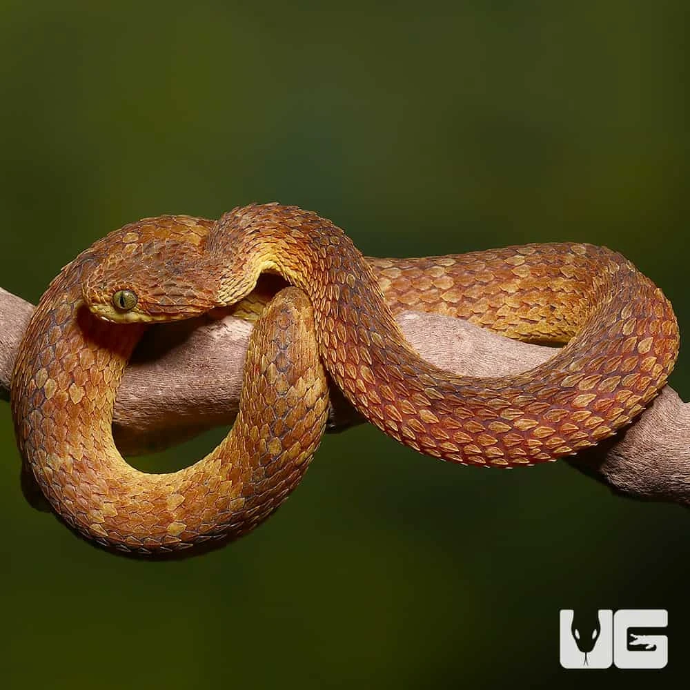 Adult Red Flame Squamigera Bush Viper - Image 2