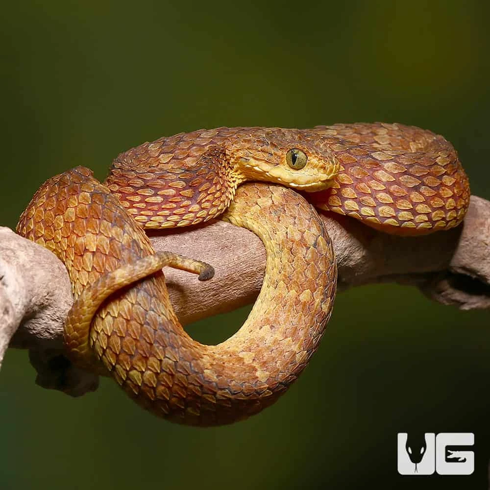 Adult Red Flame Squamigera Bush Viper - Image 3