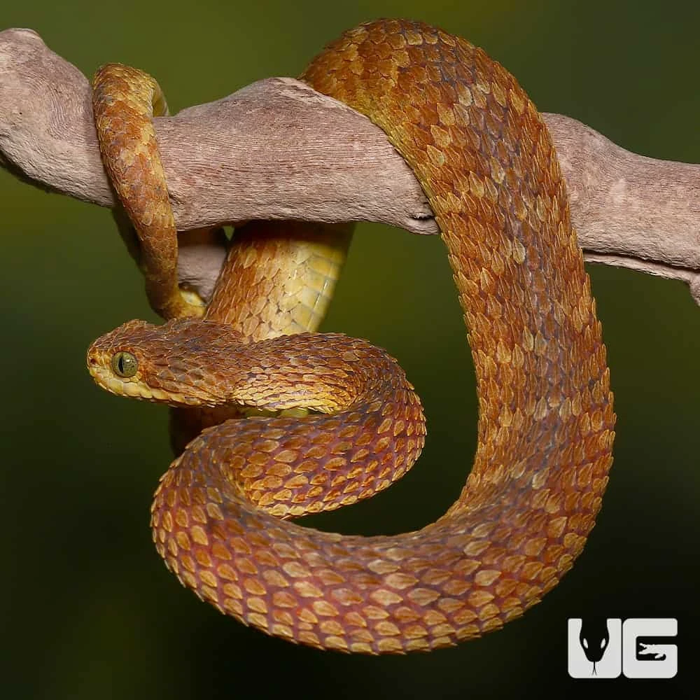 Adult Red Flame Squamigera Bush Viper - Image 4
