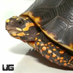 Sub-Adult Redfoot Tortoise