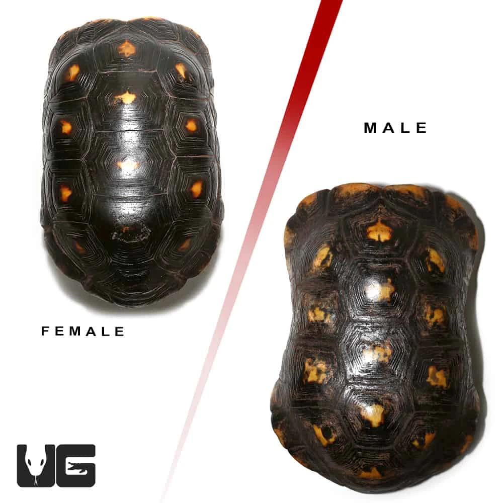 Adult Suriname Redfoot Tortoise Pair #1 - Image 3