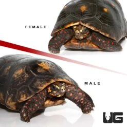 Adult Suriname Redfoot Tortoise Pair #2