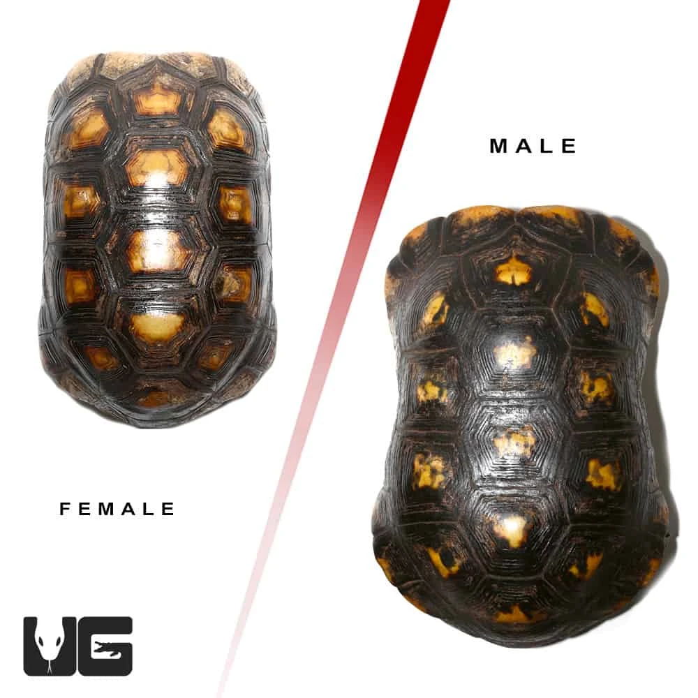 Adult Suriname Redfoot Tortoise Pair #2 - Image 3