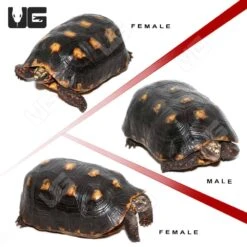 Adult Suriname Redfoot Tortoise Trio