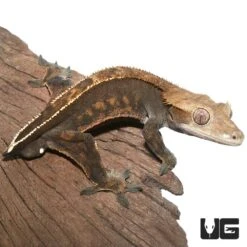 Adult Crested Gecko
