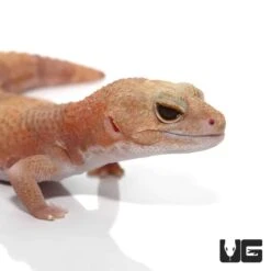 Adult Tangerine Albino Fat Tail Gecko