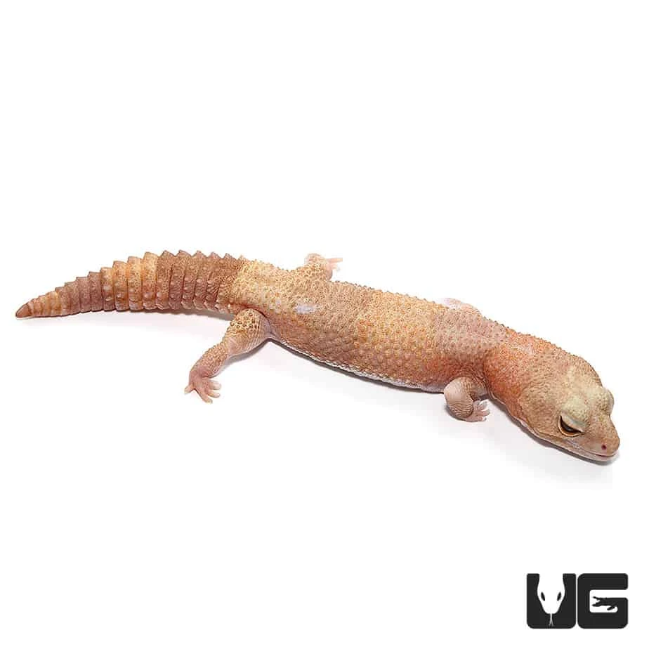Adult Tangerine Albino Fat Tail Gecko - Image 2