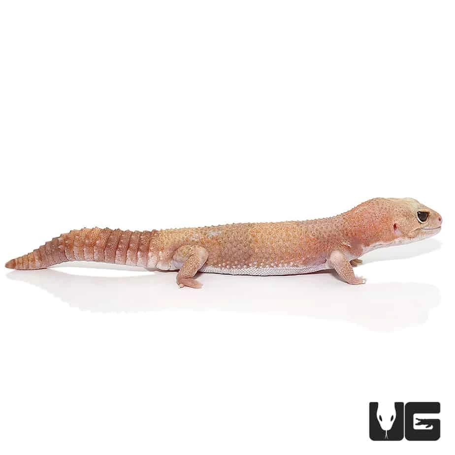 Adult Tangerine Albino Fat Tail Gecko - Image 3