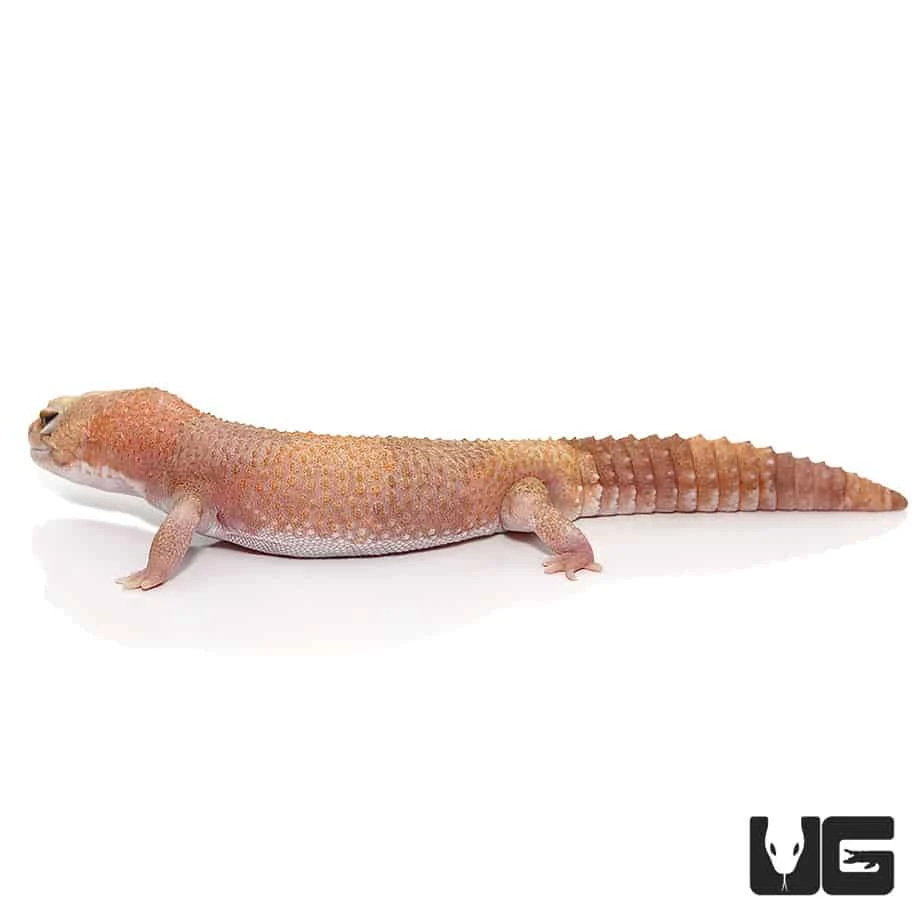 Adult Tangerine Albino Fat Tail Gecko - Image 4