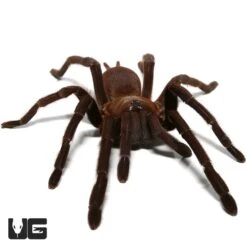 Vietnam Blue Tarantula (4”)