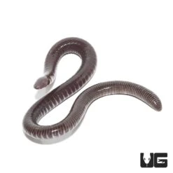 Gaboon Caecilian
