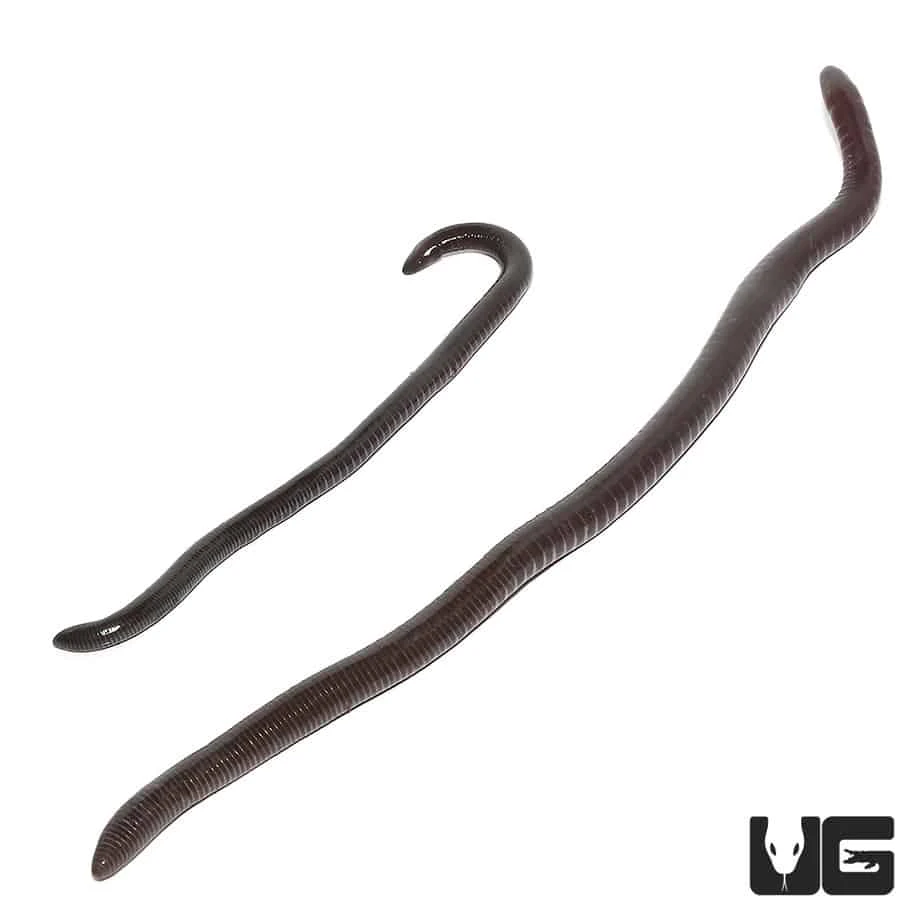 Gaboon Caecilian - Image 2