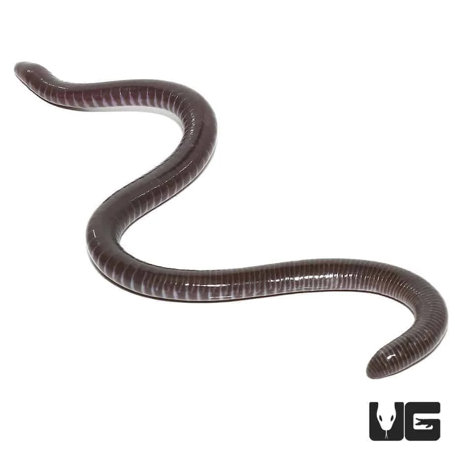 Gaboon Caecilian - Image 3