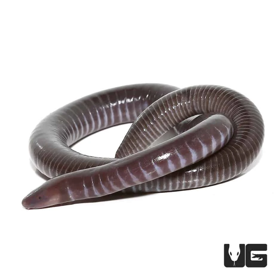 Gaboon Caecilian - Image 4
