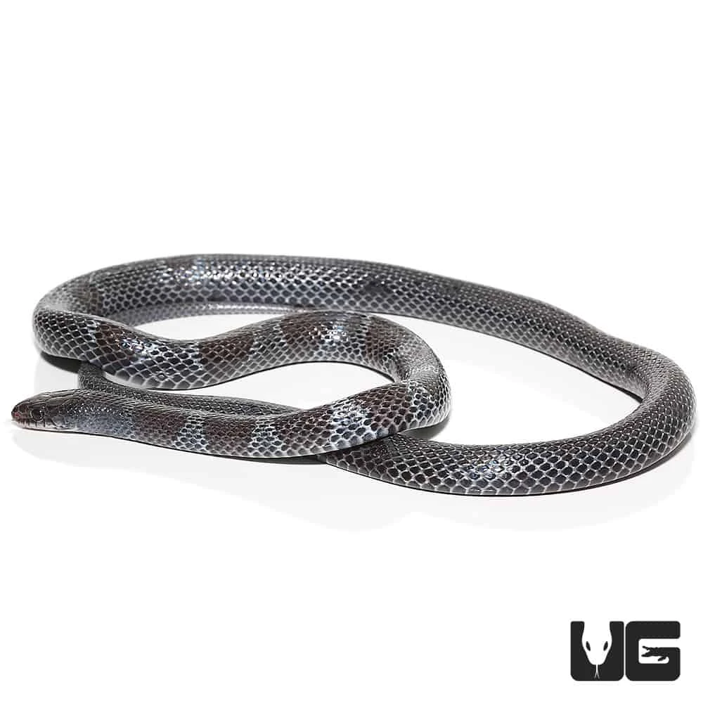 African Garter Snake - Image 3