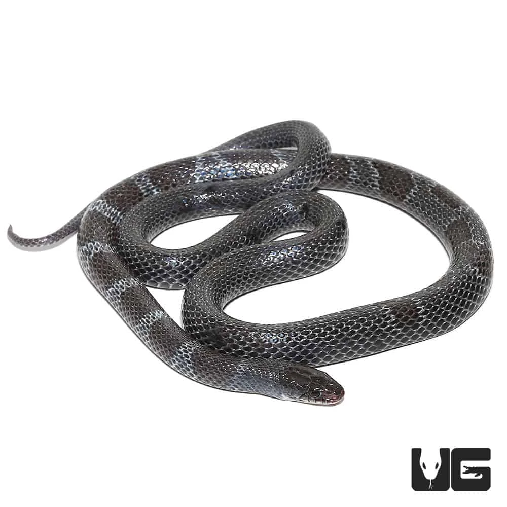 African Garter Snake - Image 2