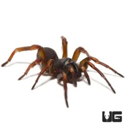 African Wafer Trapdoor Spider