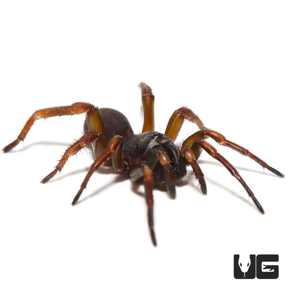 African Wafer Trapdoor Spider