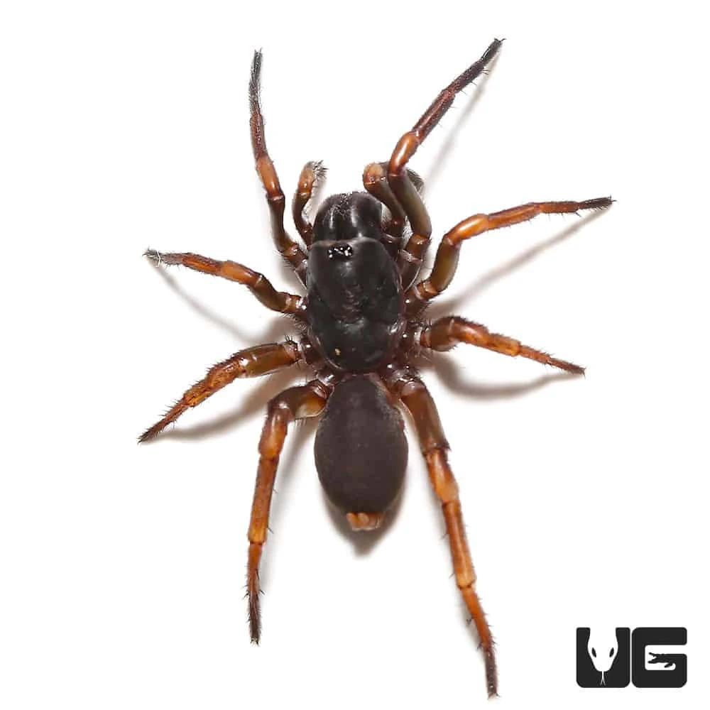 African Wafer Trapdoor Spider - Image 2