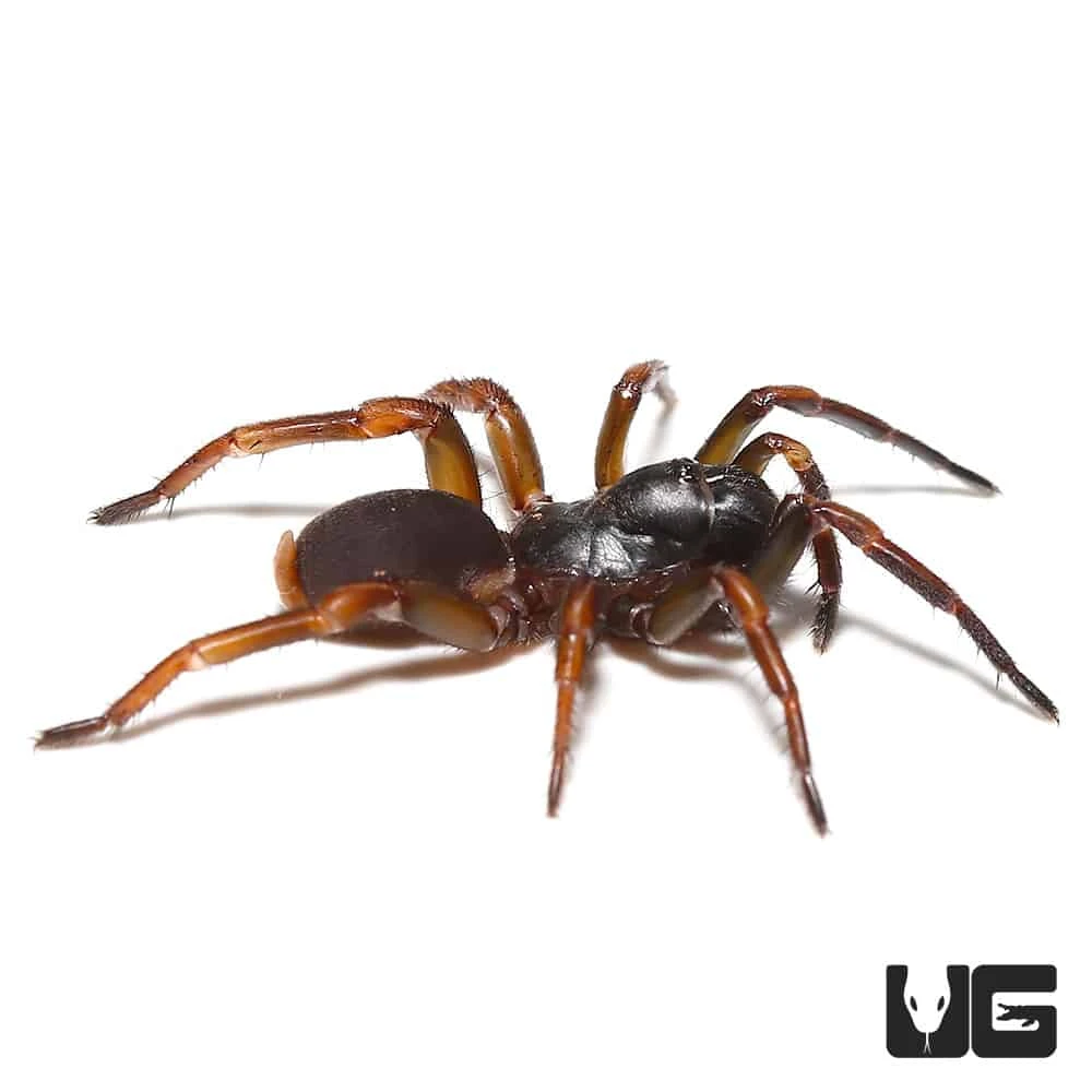 African Wafer Trapdoor Spider - Image 4