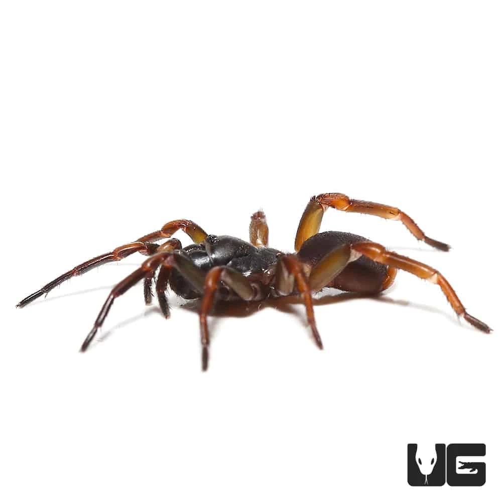 African Wafer Trapdoor Spider - Image 3