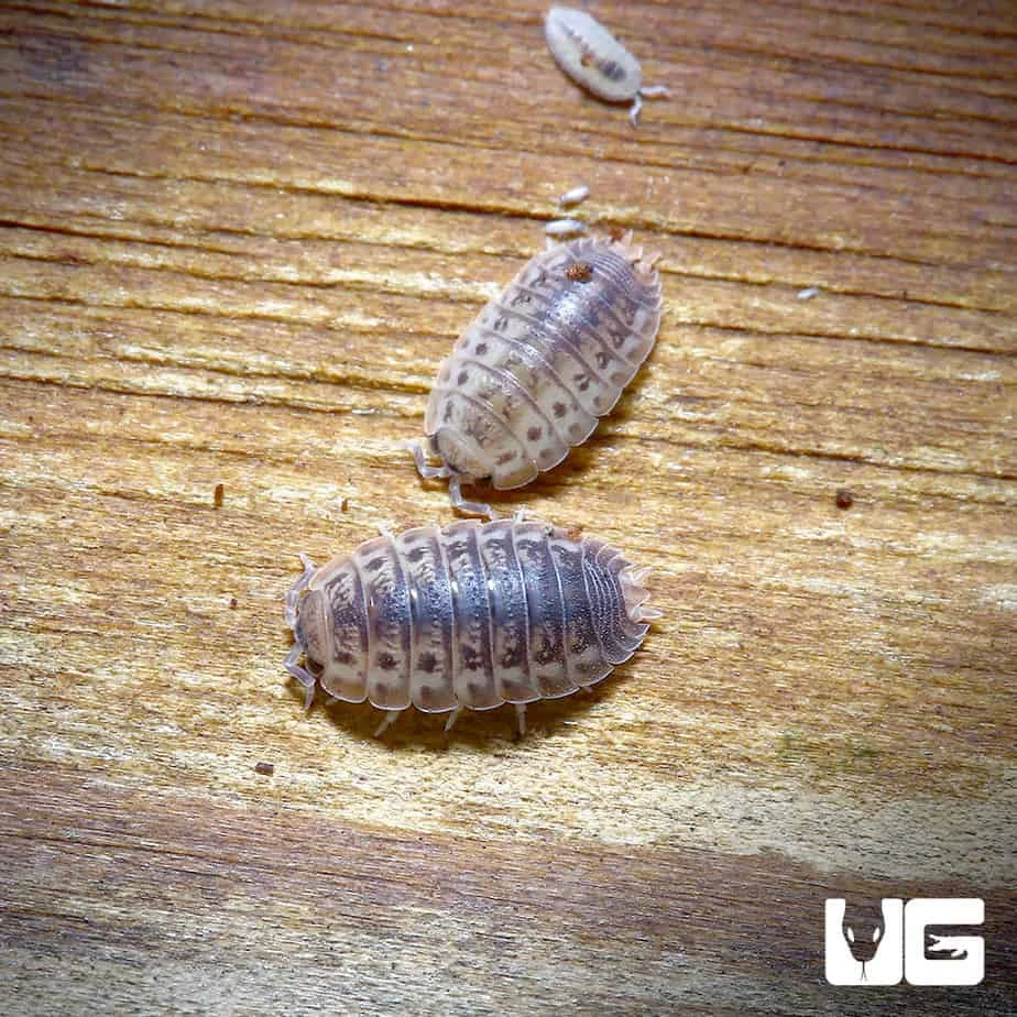 Agabiformus Lentus Isopods