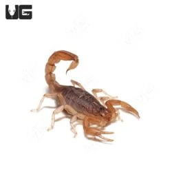 Agile Saw Finger Scorpion