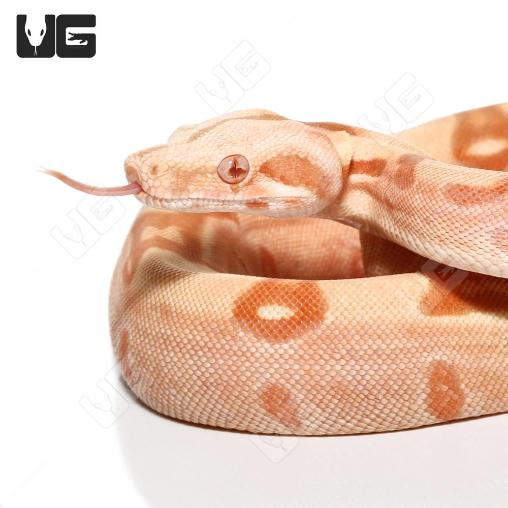 Male Albino Hypo Het Anery Boa #9 - Image 2