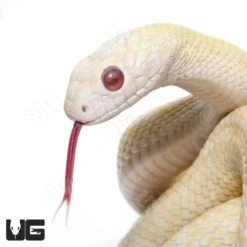 Albino Japanese Ratsnake