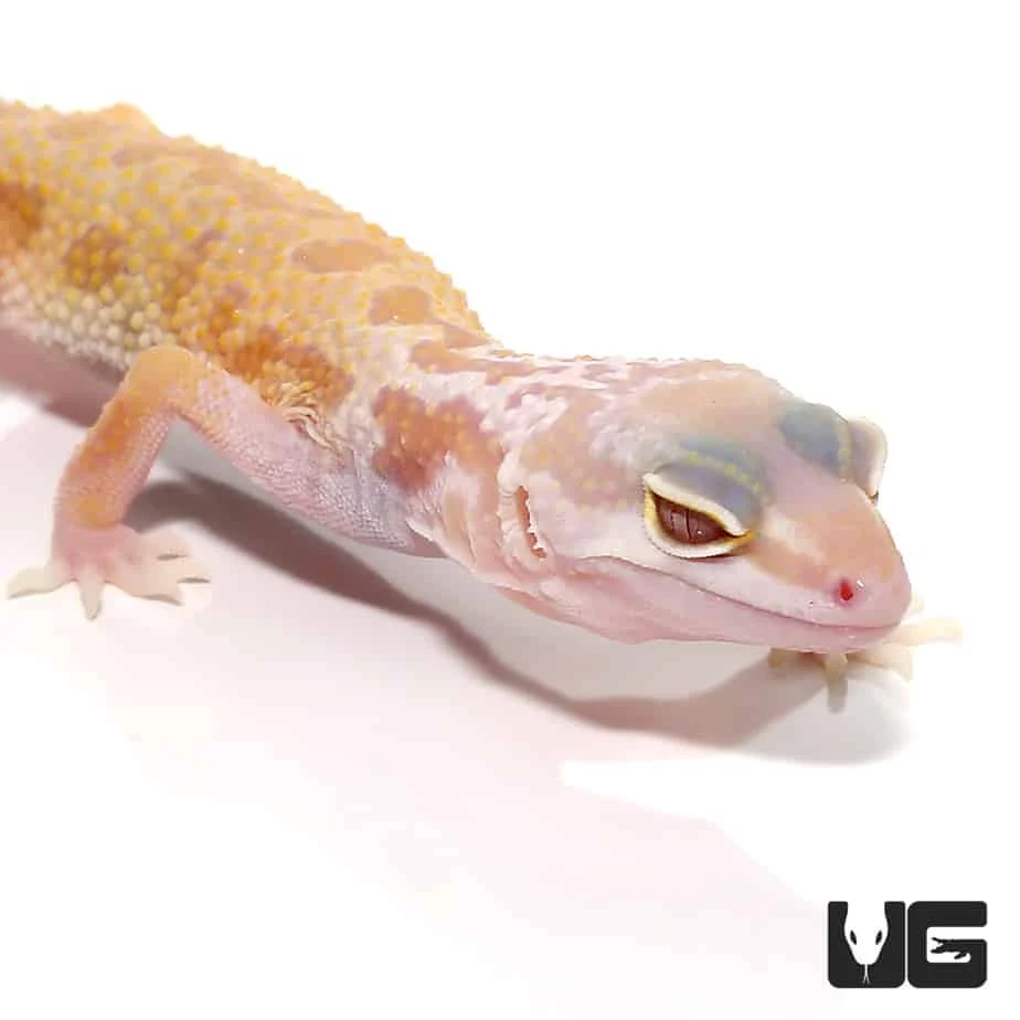 Baby Albino Leucistic Leopard Gecko