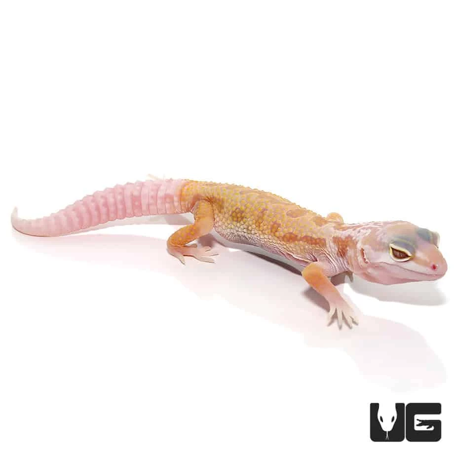 Baby Albino Leucistic Leopard Gecko - Image 2