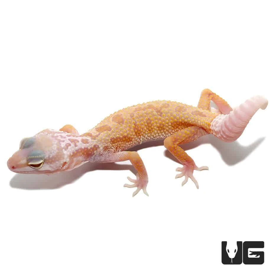 Baby Albino Leucistic Leopard Gecko - Image 3