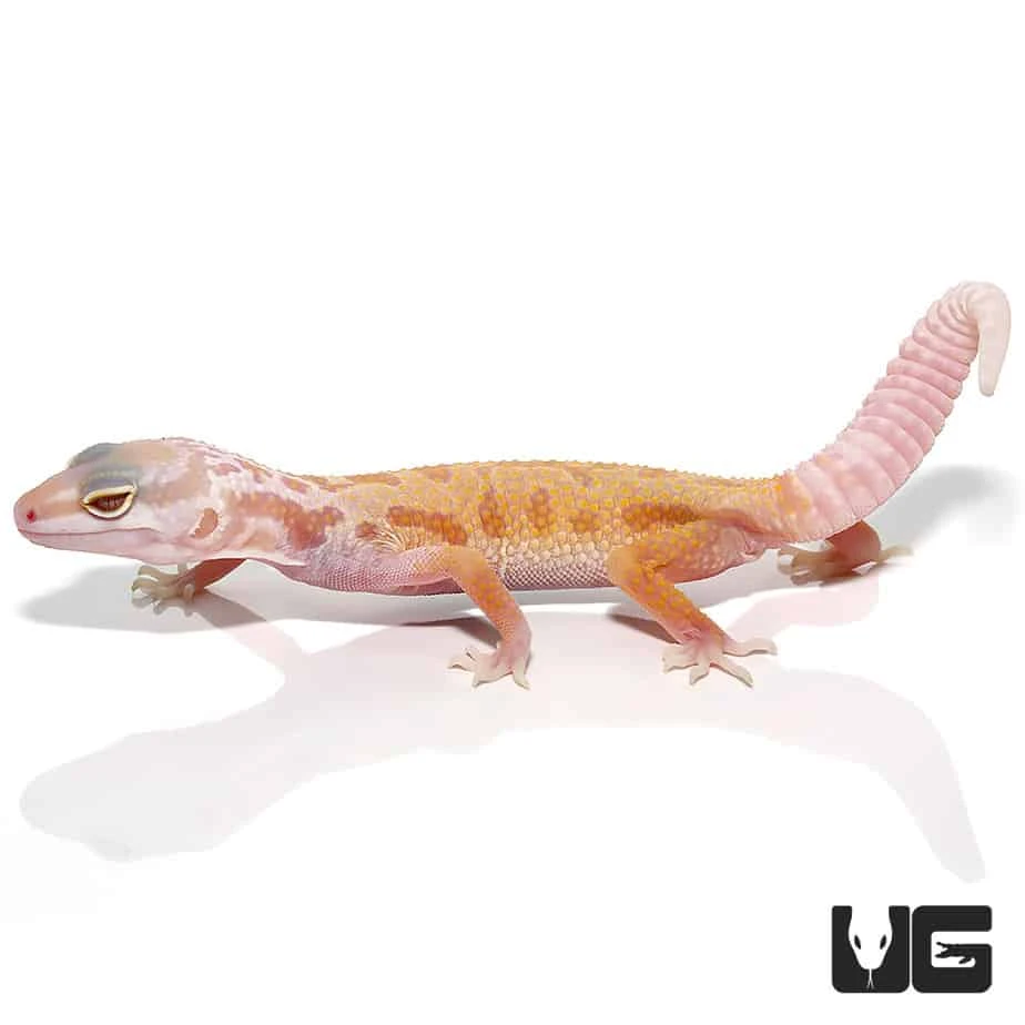 Baby Albino Leucistic Leopard Gecko - Image 4