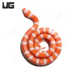Baby Albino Tangerine Het Hypo Honduran Milksnake