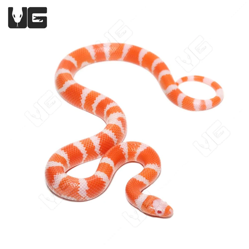 Baby Albino Tangerine Het Hypo Honduran Milksnake - Image 3