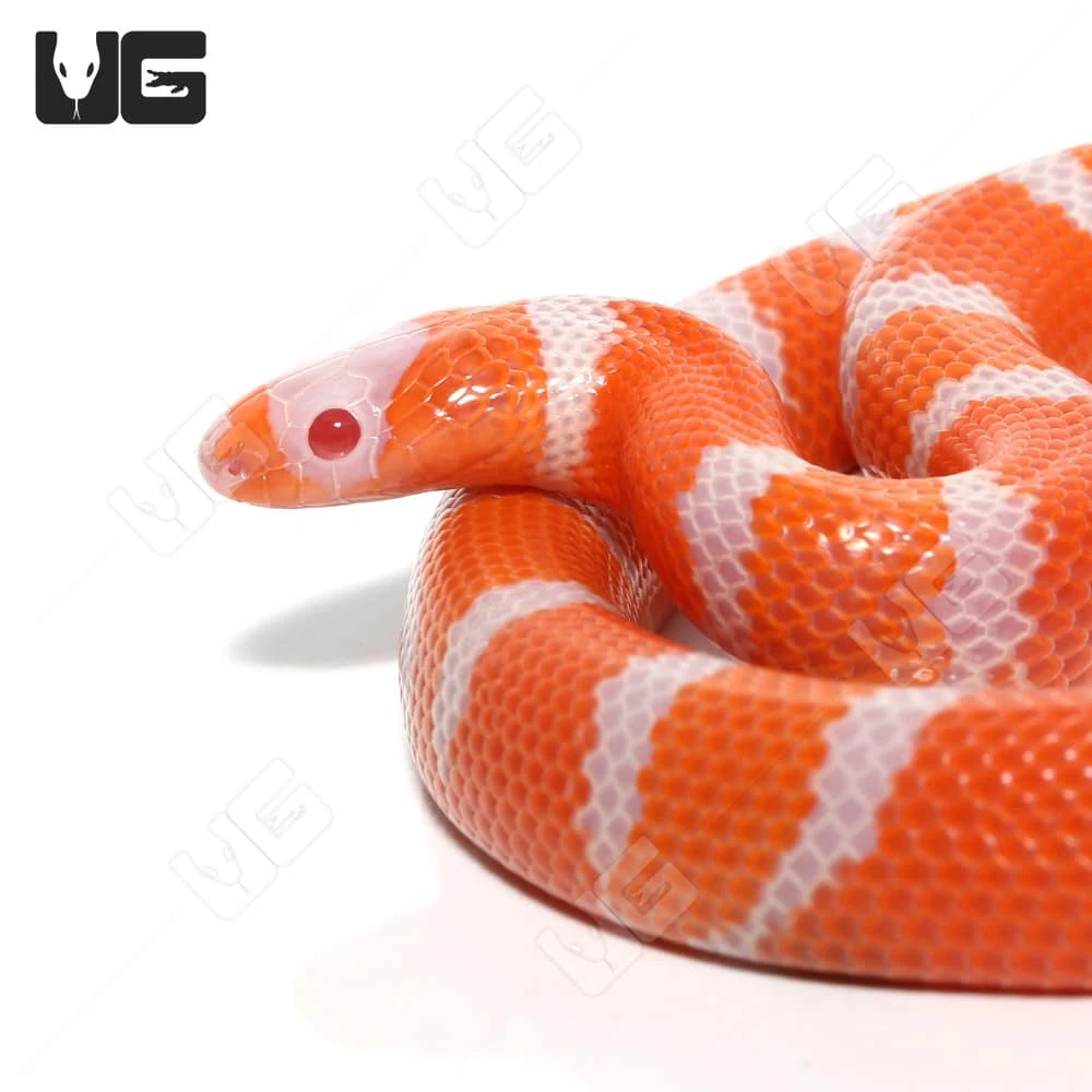 Baby Albino Tangerine Het Hypo Honduran Milksnake - Image 2