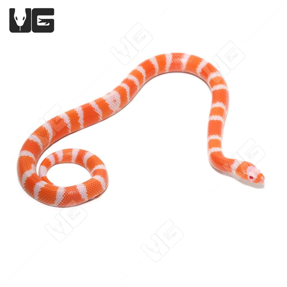 Baby Albino Tangerine Het Hypo Honduran Milksnake - Image 4