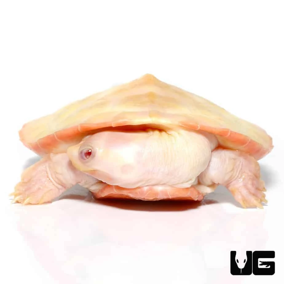 Albino Pinkbelly Sideneck Turtle