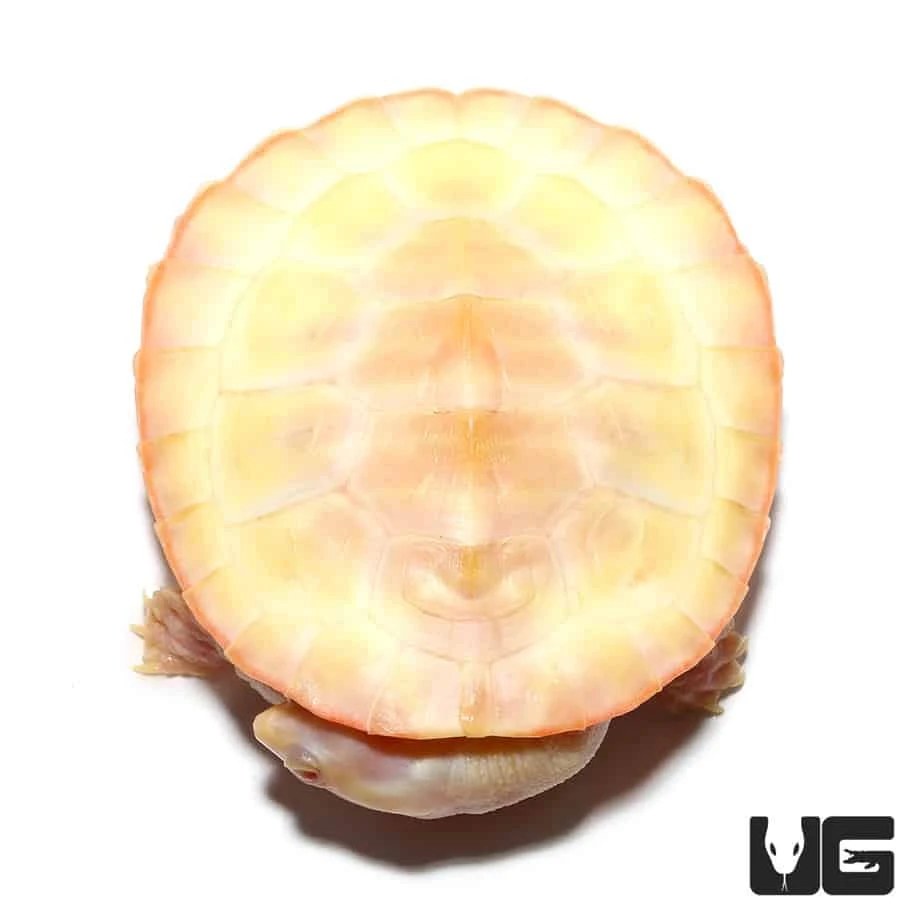 Albino Pinkbelly Sideneck Turtle - Image 2