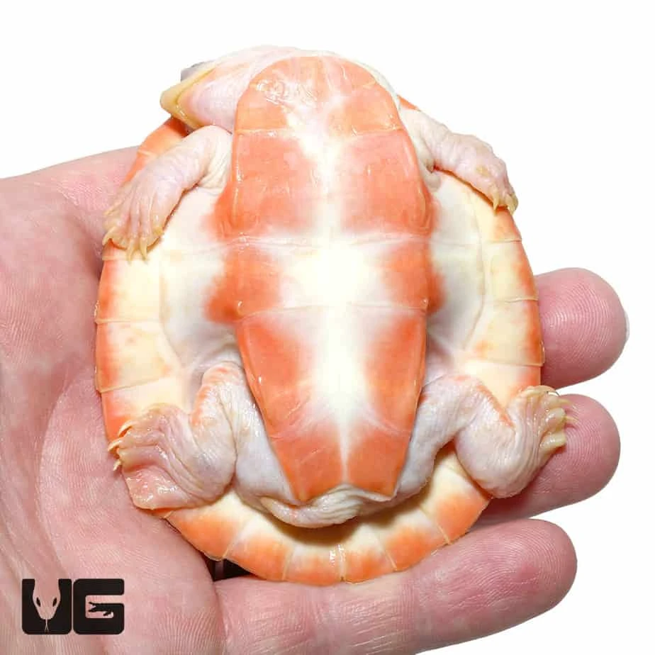 Albino Pinkbelly Sideneck Turtle - Image 3