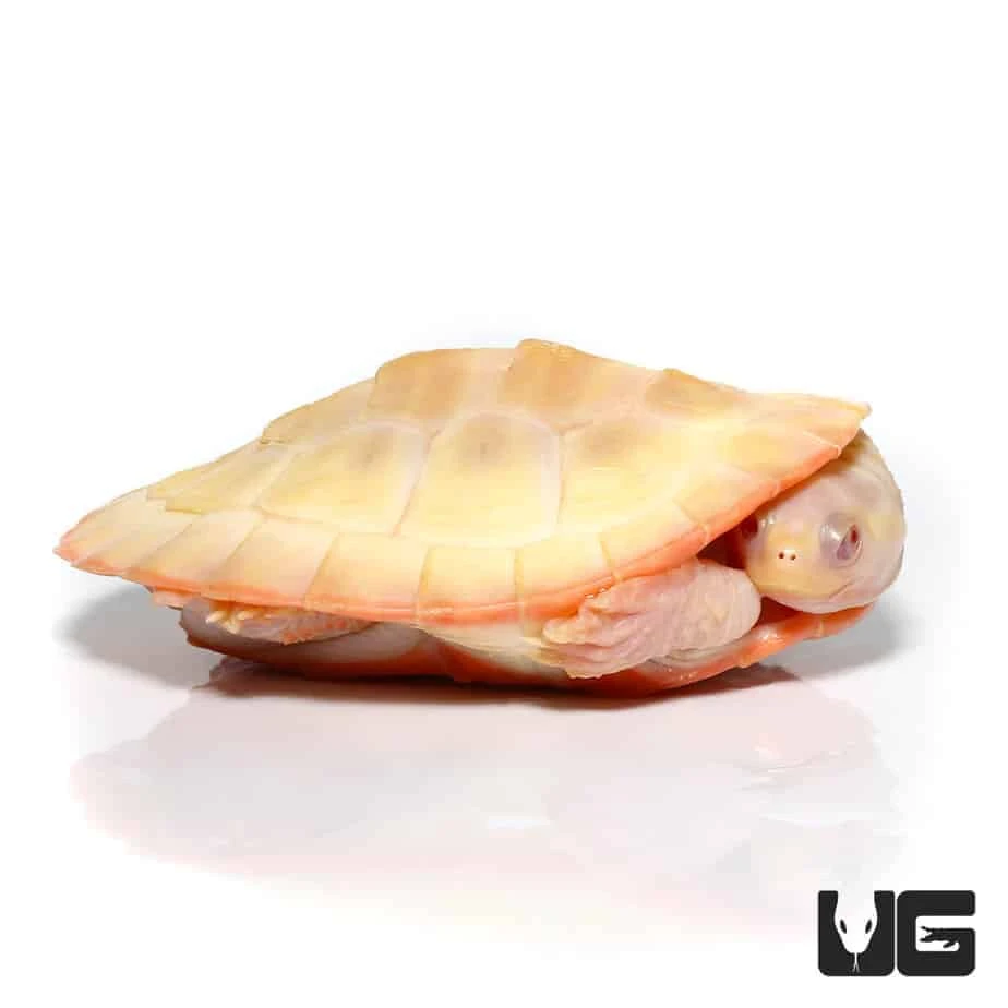 Albino Pinkbelly Sideneck Turtle - Image 4