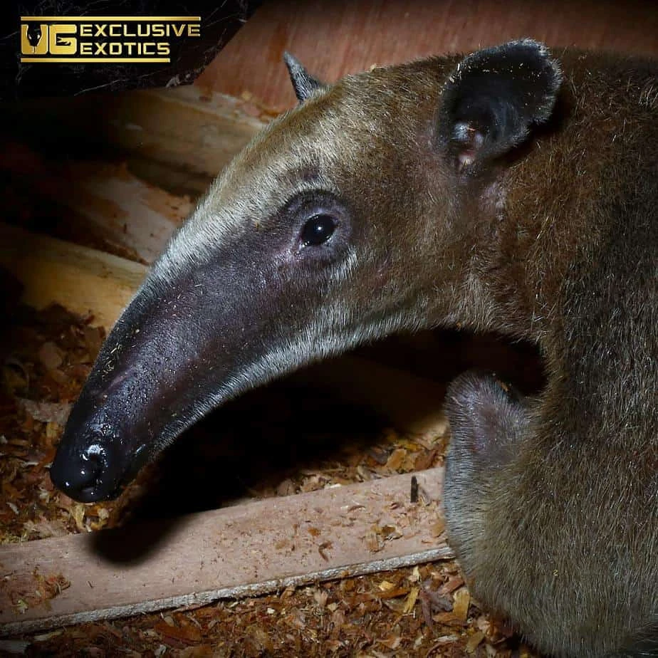 Tamandua Anteater