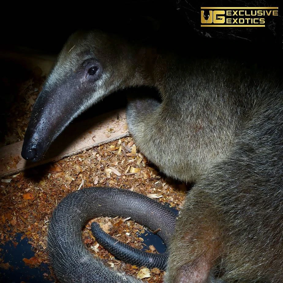 Tamandua Anteater - Image 2