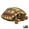 Amazon Basin Giant Yellow Foot Tortoise