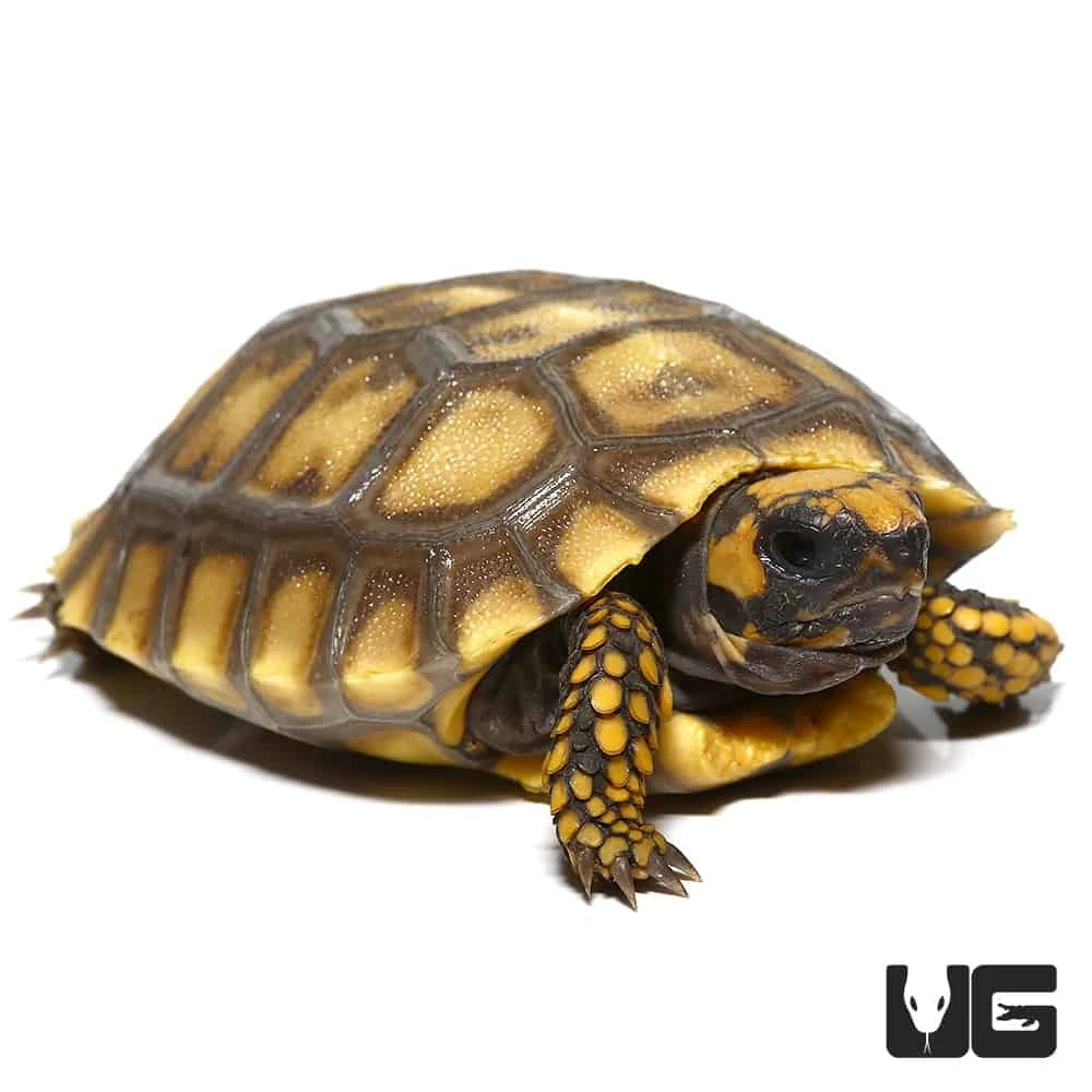 Amazon Basin Giant Yellow Foot Tortoise