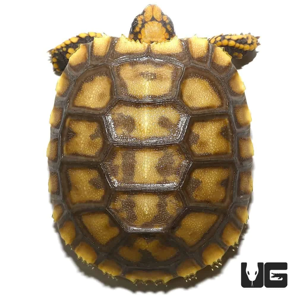 Amazon Basin Giant Yellow Foot Tortoise - Image 2