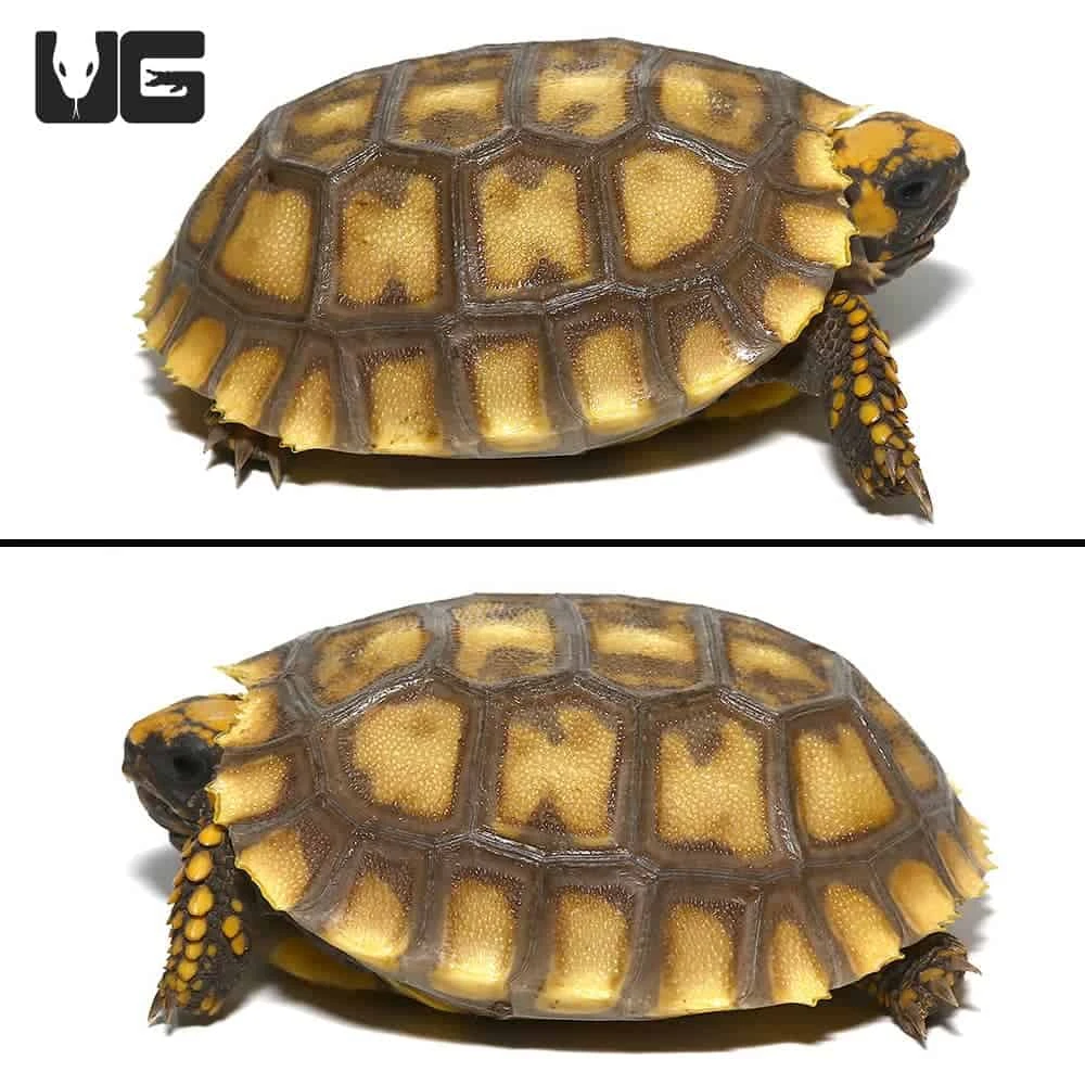 Amazon Basin Giant Yellow Foot Tortoise - Image 4